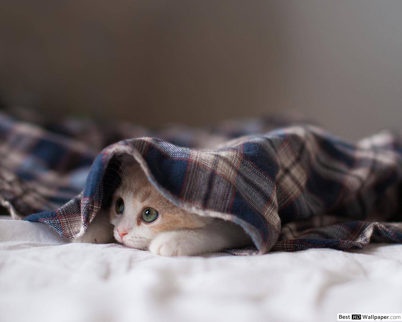 Почему кошка сосет одеяло: чем опасно, как отучить