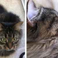 Полосатые коты: обзор популярных и редких пород, их описание