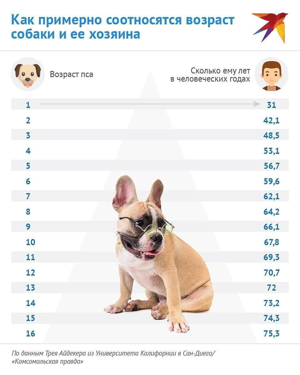 Возраст собаки по человеческим меркам: калькулятор расчёта в зависимости от размера животного, таблица
