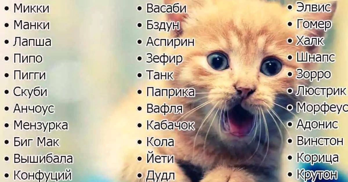 Японские имена для котов и кошек