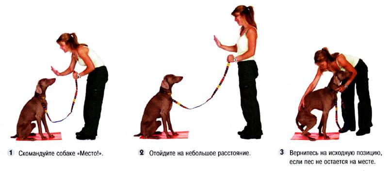 ᐉ как научить собаку основным командам - ➡ motildazoo.ru