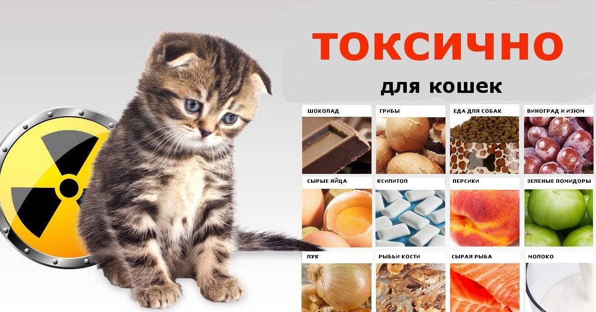 Чем нельзя кормить кошек и маленьких котят: список продуктов
