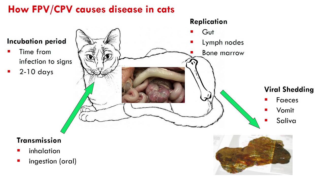 Панлейкопения у кошки: симптомы и лечение заболевания. панлейкопения у кошек: симптомы и лечение