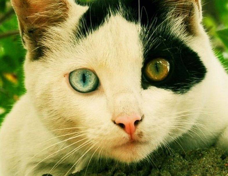 Цвета глаз у кошек – какие могут быть и от чего зависит пигментация радужной оболочки?