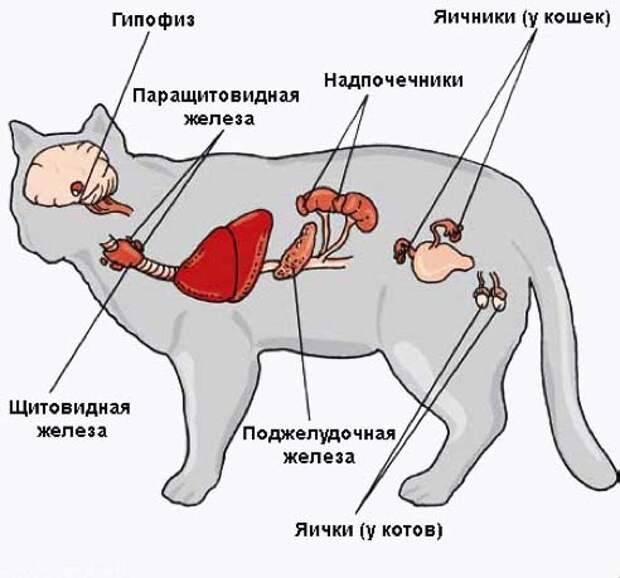 Атония кишечника: симптомы и лечение у кошек