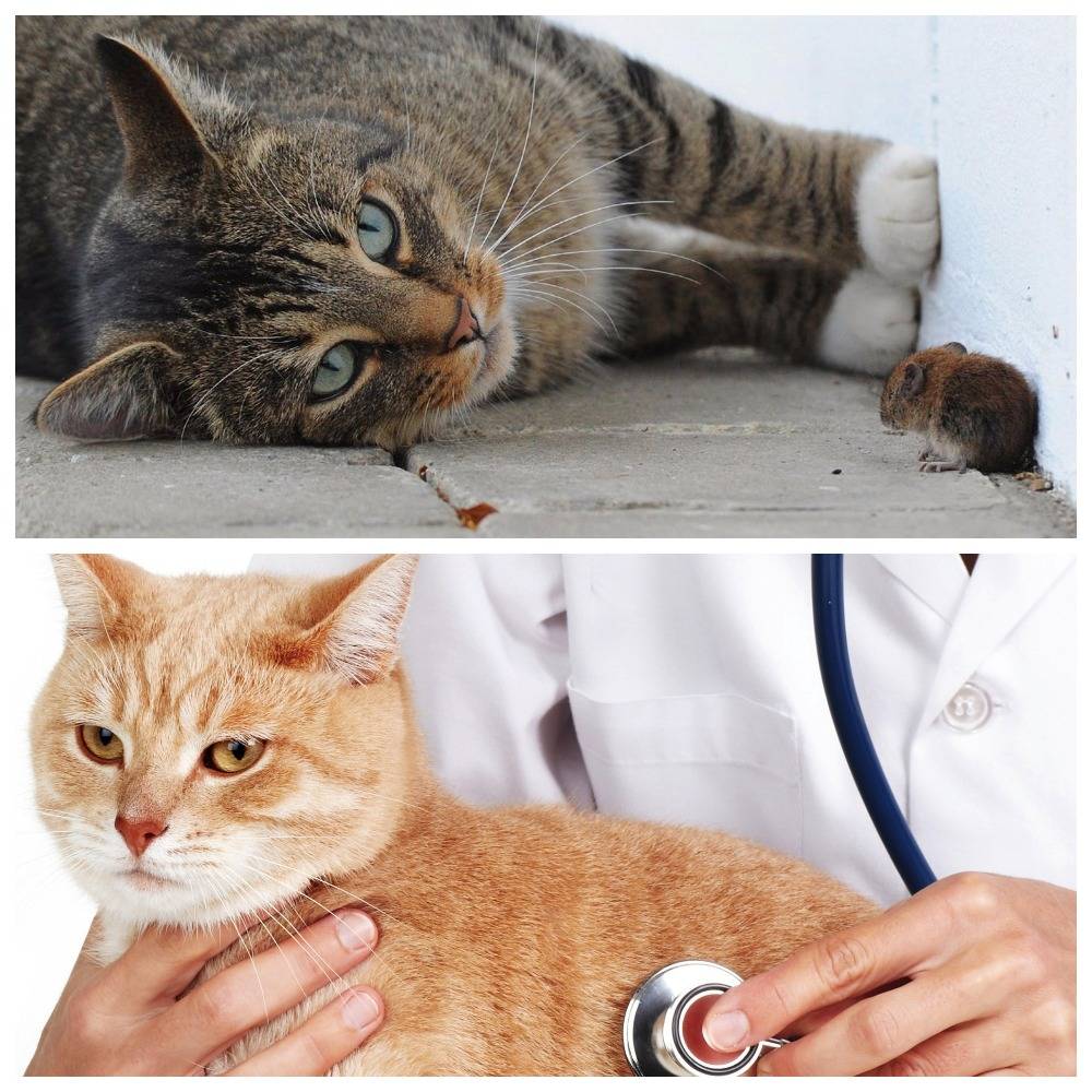 Токсоплазмоз у кошек: пути заражения, симптомы, лечение и профилактика