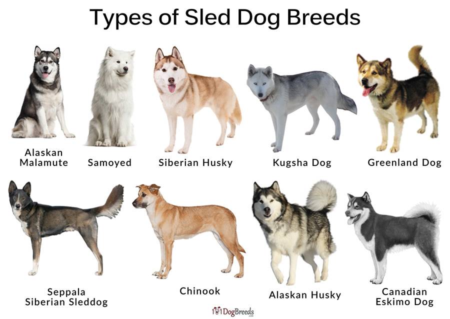 Азиатские породы собак с фотографиями и названиями