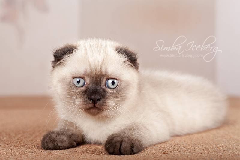Сиамская кошка: фото, описание породы, характер, уход, видео
сиамская кошка: фото, описание породы, характер, уход, видео