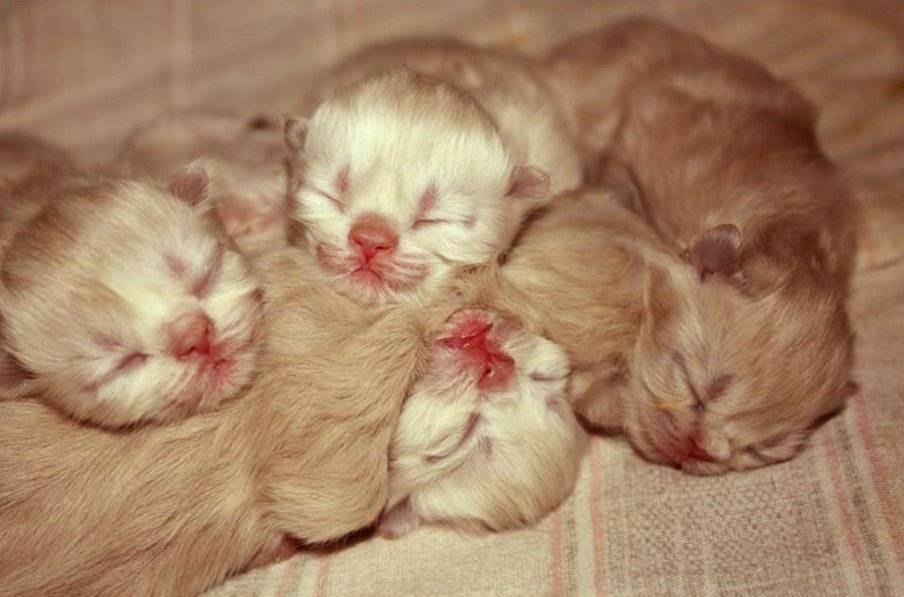 Поведение кошки после родов, чего ждать от «молодой матери»