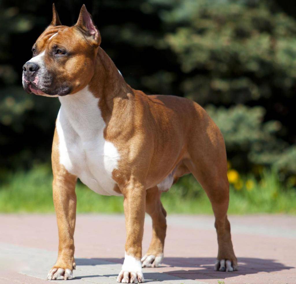 Бойцовские собаки - характер и темперамент, правильная дрессировка, возможность неконтролируемой агрессии