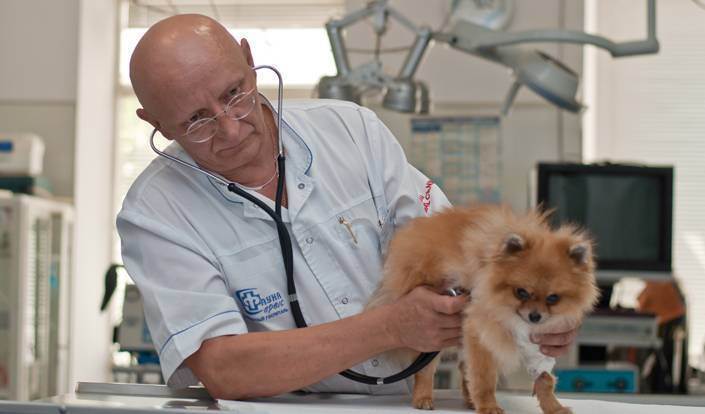 Без клиники и лицензии: чем опасен вызов ветеринара на дом?