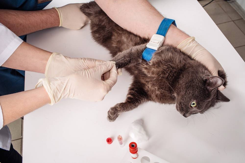 Переливание крови при анемии у кота