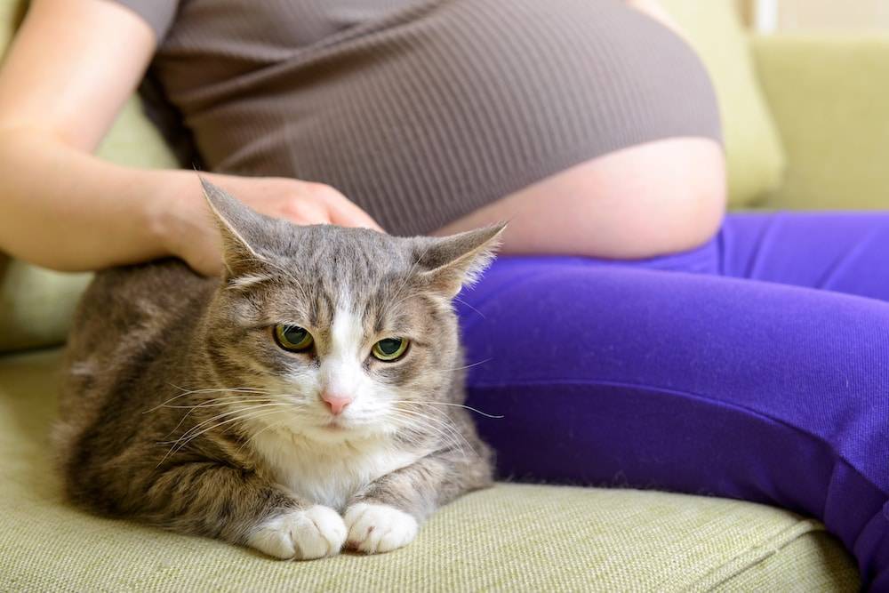 Беременность и кошка в доме