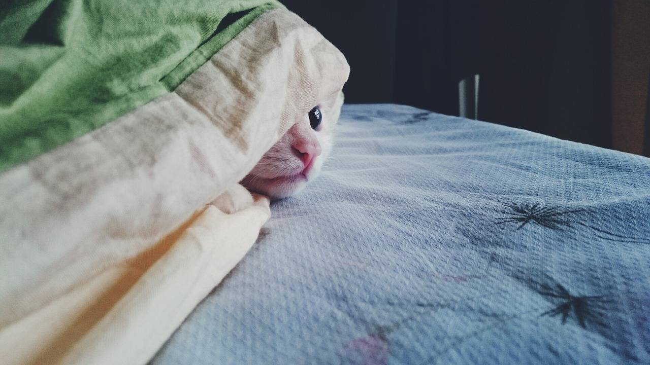 Почему кошка прячется под одеяло: основные причины