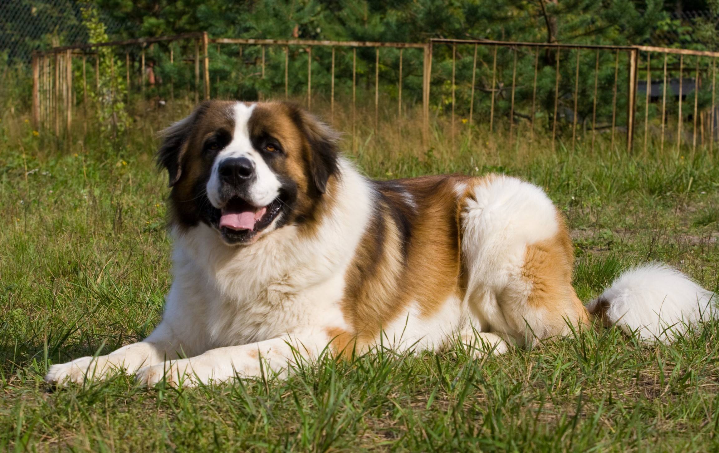 Московская сторожевая собака: характеристика породы