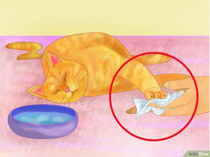 Как помочь кошке в жару в квартире. советы эксперта