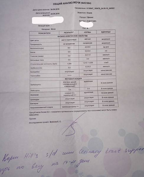 Мочекаменная болезнь у котов
