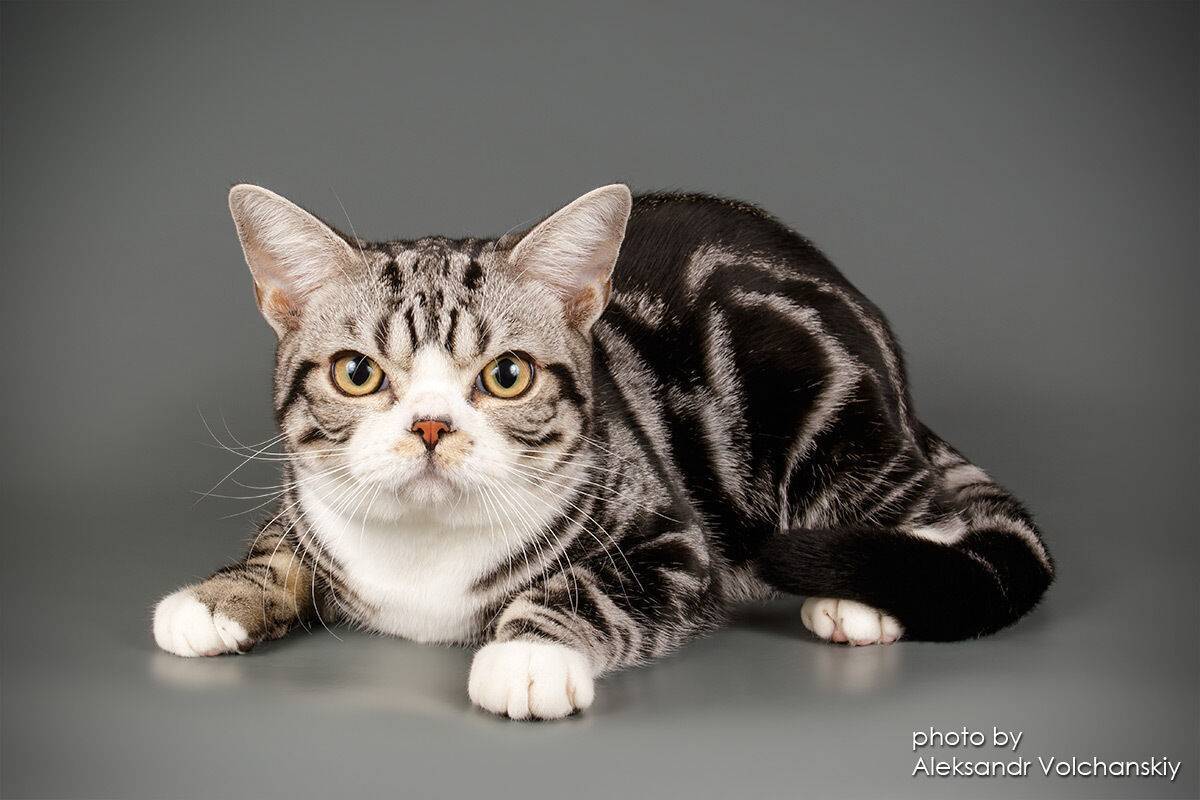 Азиатская табби —  фото кошки, цена котят, характер, история, отзывы, уход и содержание кошки с чудным окрасом