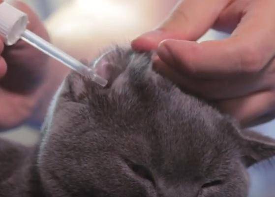 Как почистить кошке уши в домашних условиях. советы ветеринара