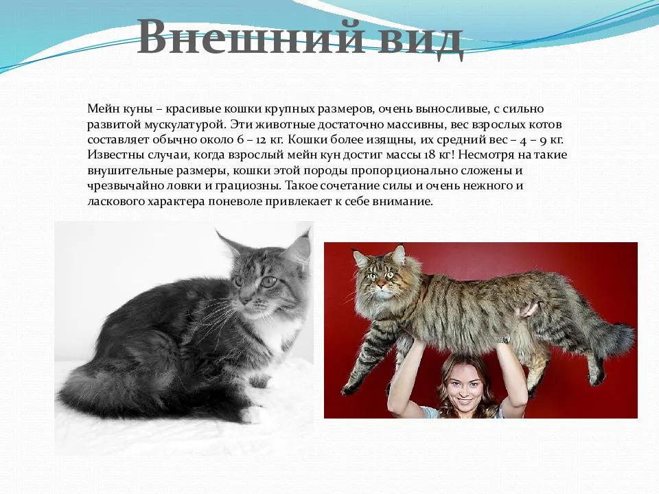 Анатолийская кошка – гордость турции