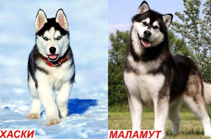 Отличия маламута от хаски - чем отличаются, кого лучше выбрать из собак