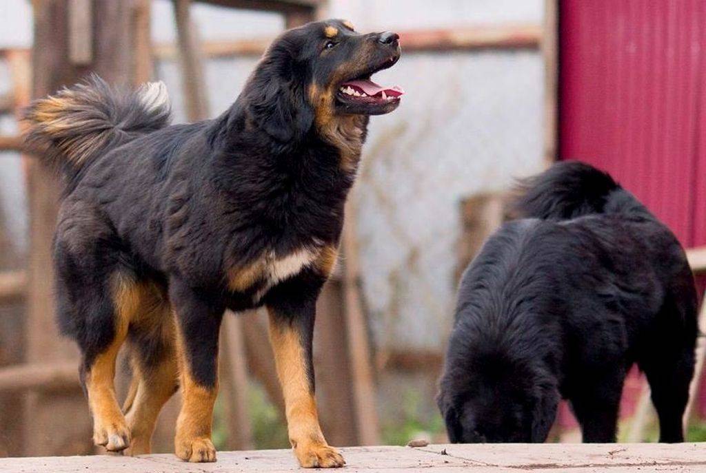 Описание породы собак бурят-монгольский волкодав (хотошо) с отзывами владельцев и фото