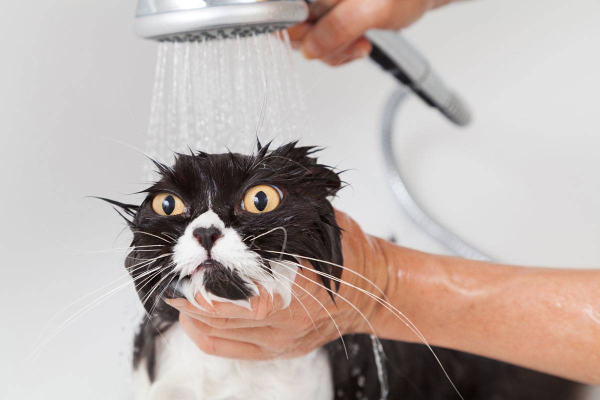 Как помыть кота? правила, полезные советы, 5 шагов мытья кота, видео