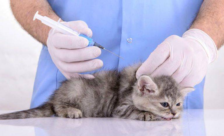 Рвота у кошек  причины, виды, лечение, диагностика