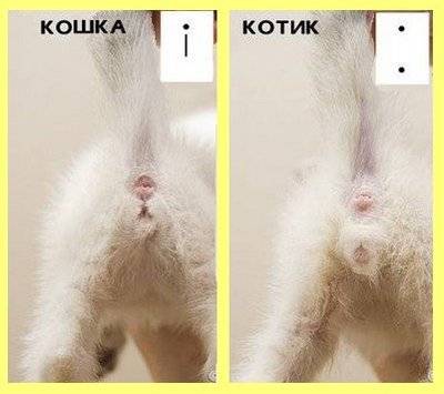 ᐉ как определить пол котенка? - ➡ motildazoo.ru