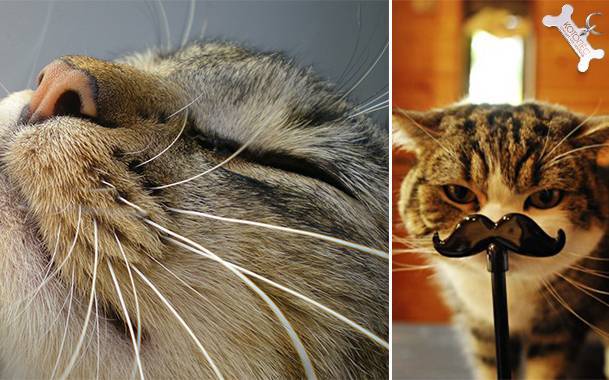 Зачем кошке усы и почему у котов они выпадают отвечает эксперт