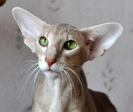 Ориентальная кошка: описание породы