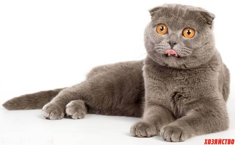 Почему кошка хромает на переднюю лапу без видимых повреждений, что делать?