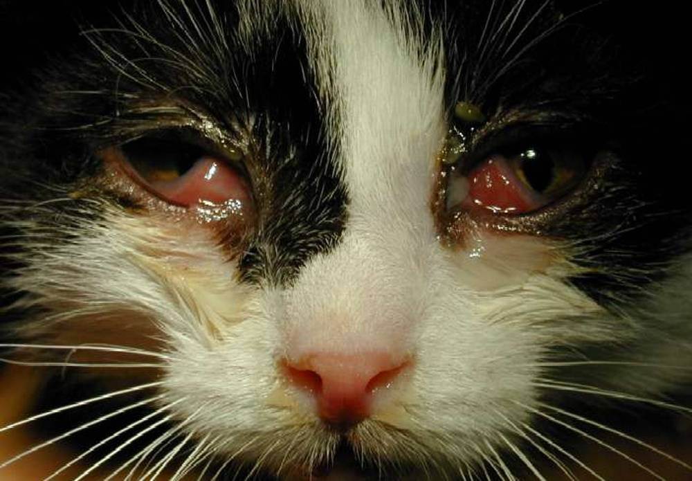 Инфекционный ринотрахеит у кошек. симптомы и лечение