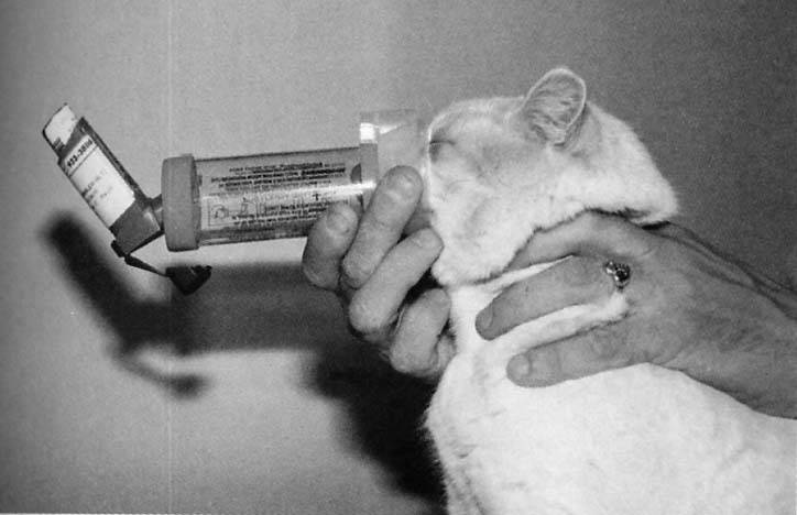 Пневмония (воспаление легких) у кошек и котов