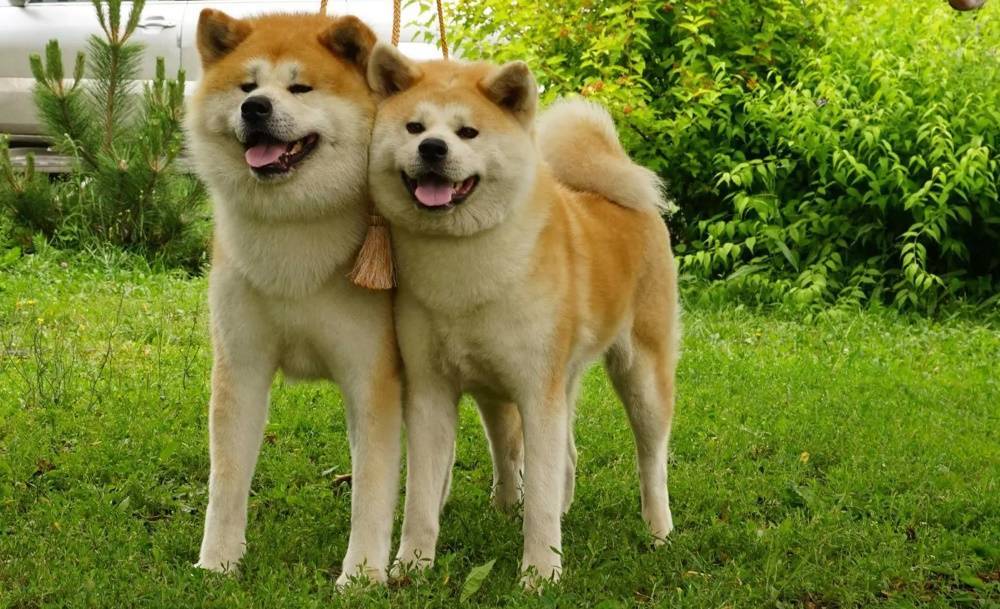 Акита ину и сиба ину – отличия, фото собак, сравнение пород