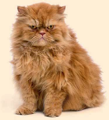 Кошка породы хайлендер (17 фото): внешний вид и характер, особенности содержания взрослых котов и котят, болезни, их профилактика и лечение