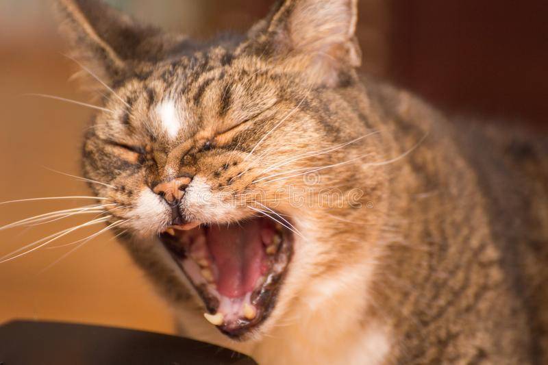 Почему коты зевают