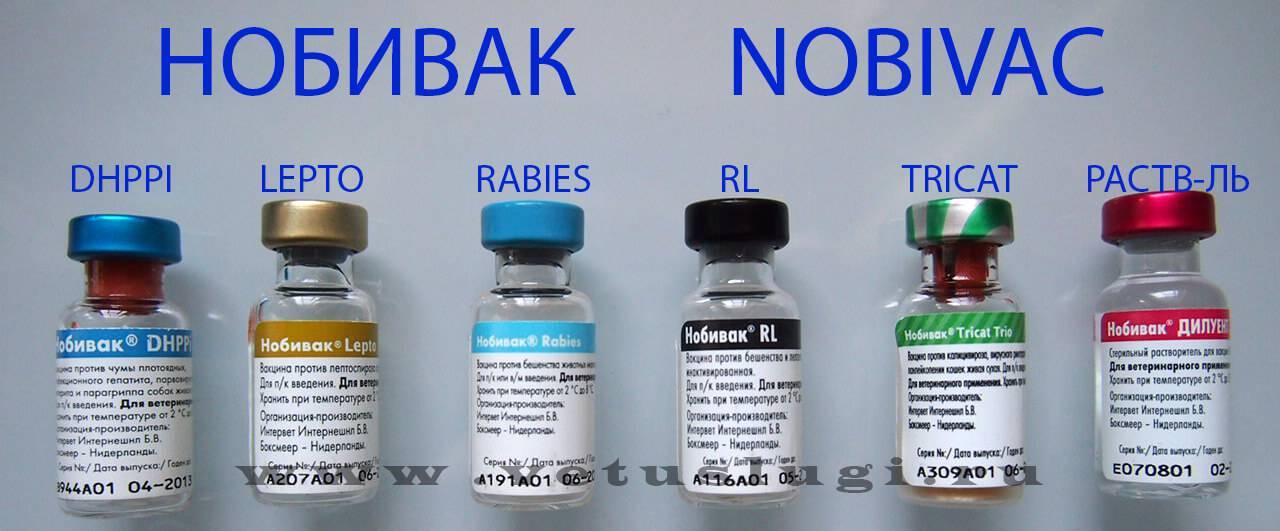 Вакцина нобивак (nobivac) для кошек: инструкция по применению