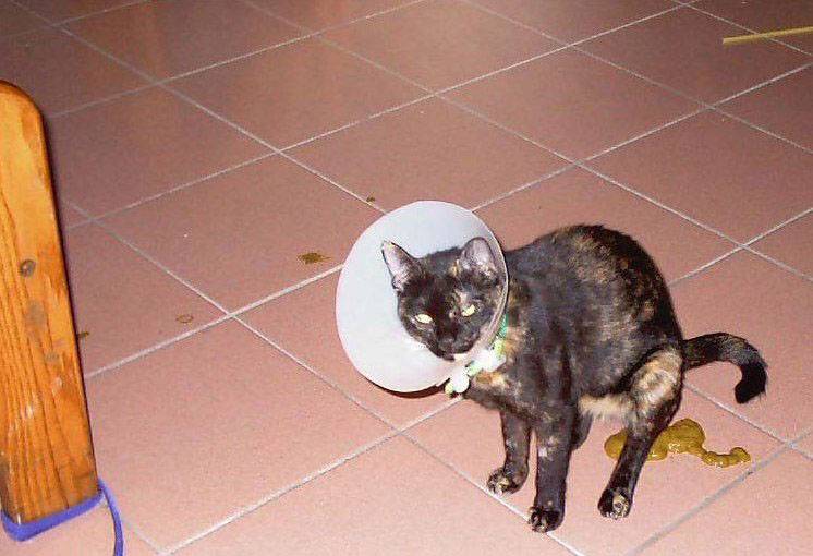 Понос у кошки с кровью и слизью: основные причины, симптомы и дозировка лекарственных средств для лечения | звери дома