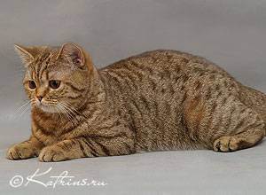 Особенности внешнего вида и характер британской короткошерстной породы кошек