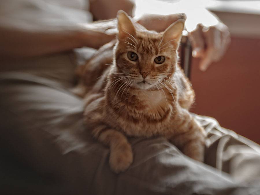 Почему кошки мнут лапами: основные причины, действия хозяина
