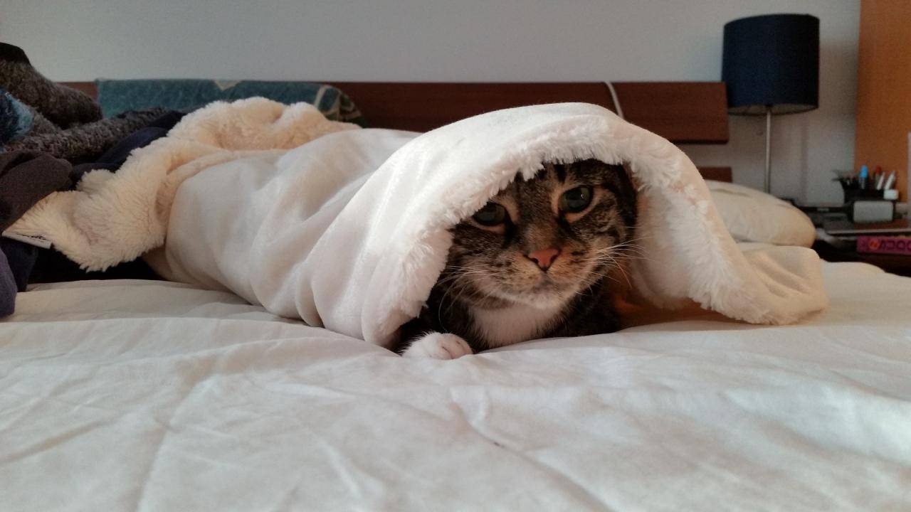 Почему кошка прячется под одеяло: топ-7 причин