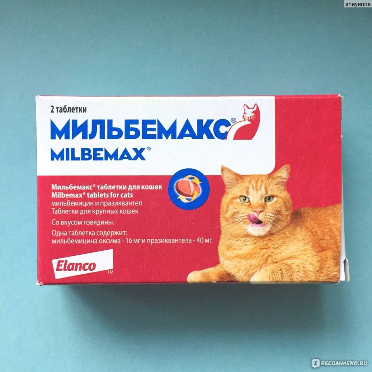 Мильбемакс для кошек и котят: инструкция по применению, показания и противопоказания, аналоги, отзывы