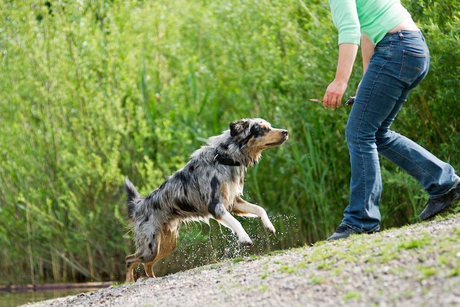 Как правильно дрессировать собаку самому | блог ветклиники "беланта"