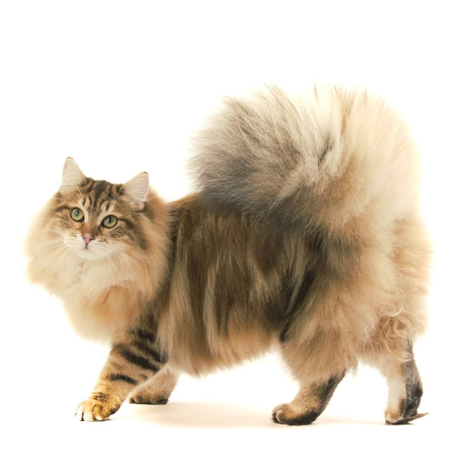 Чем выделяется порода скоттиш страйт: все о шотландских прямоухих кошках