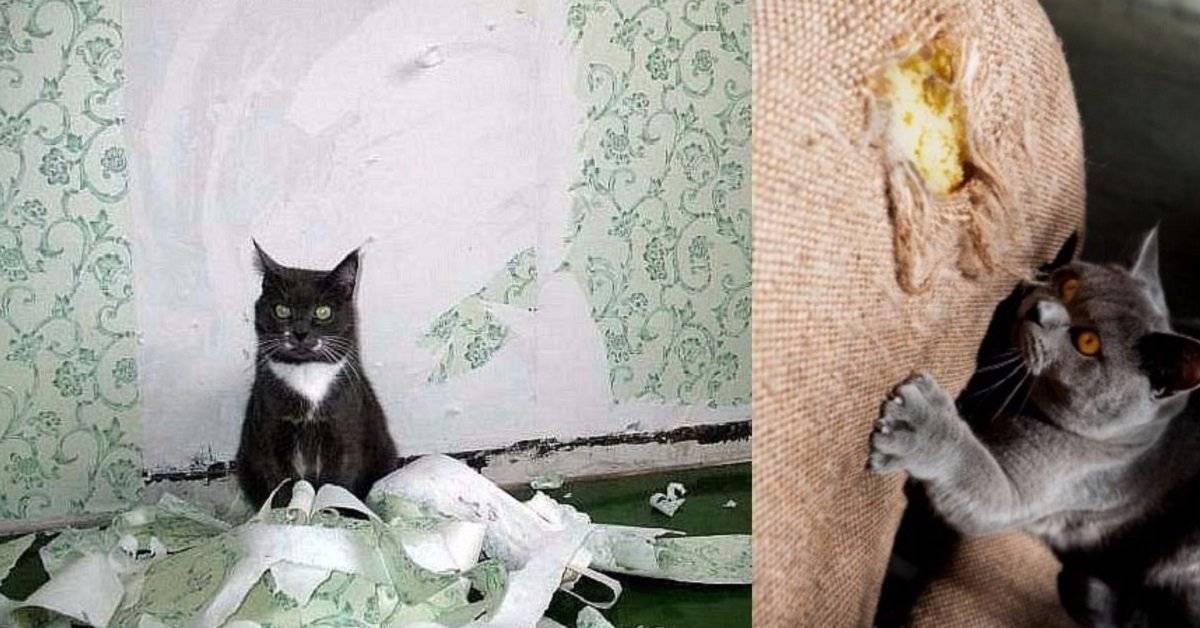 ᐉ почему в доме не приживаются кошки и коты - zoovet24.ru