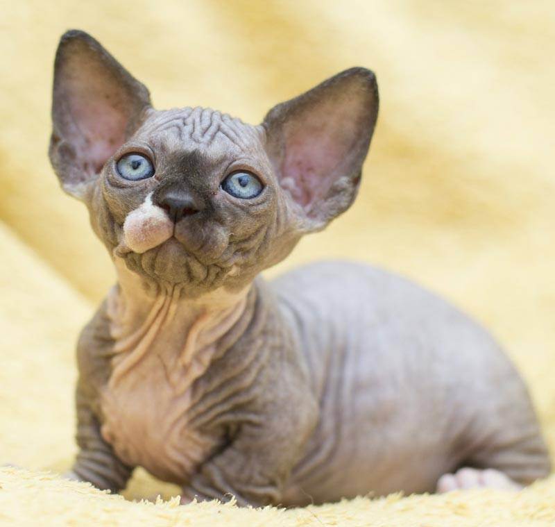 Бамбино — описание породы и характер кошки