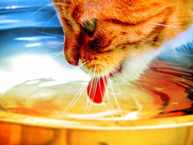 Кошка не пьет воду: причины, что делать, вредно ли это?
