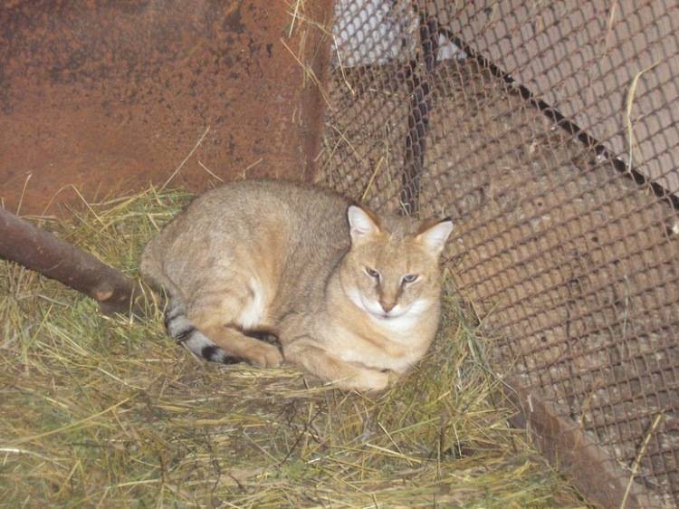 Камышовая кошка (кот) — описание породы