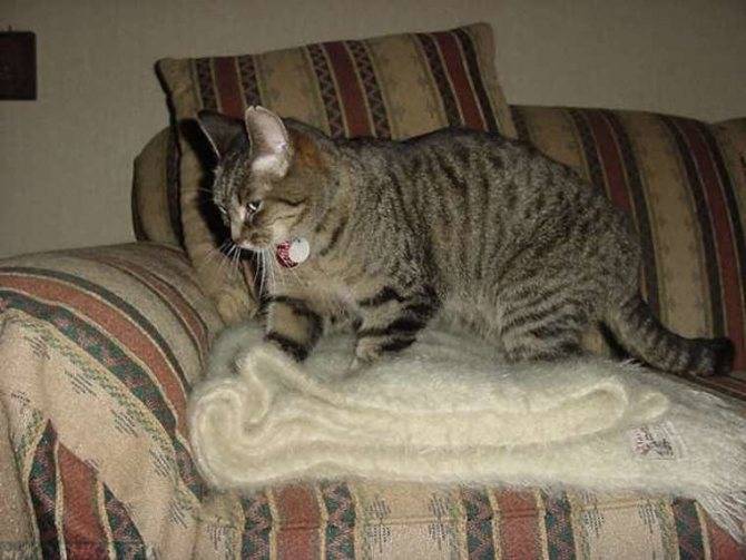 Основные причины, почему кошки мнут лапами одеяла, мебель и своего человека.